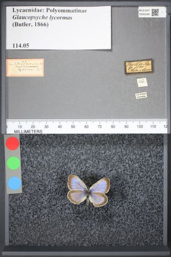 Media type: image;   Entomology 53390